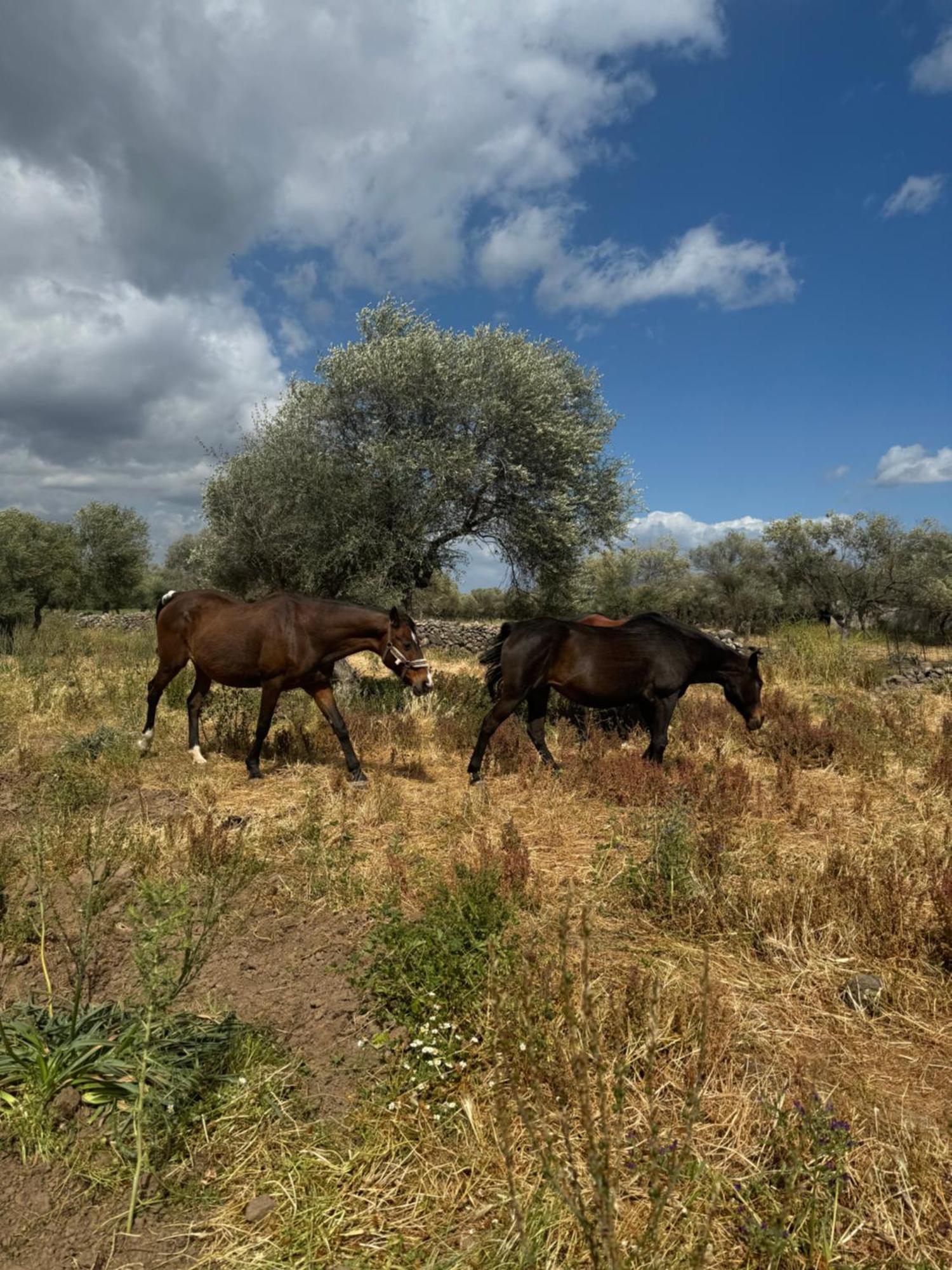Готель Iloghe Di Marras Loculi Екстер'єр фото